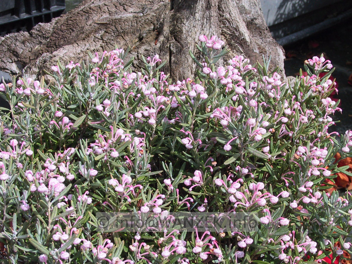 Andromeda polyfolia Blue Ice2.JPG